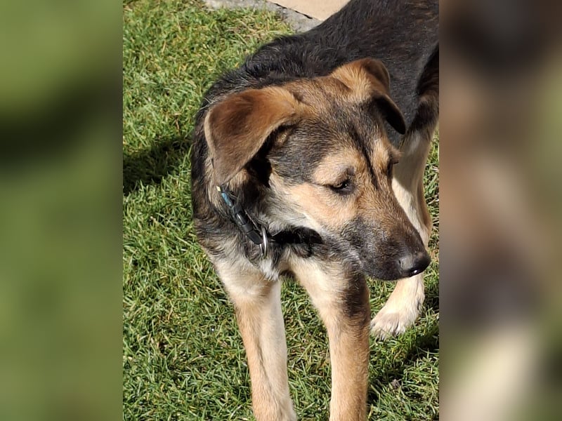 Simon – Jungspund sucht seine Familie