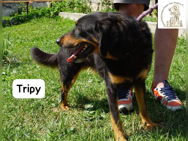 Tripy – Wer mit dem Herzen sieht, erkennt die Perfektion!