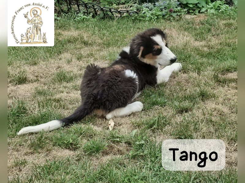 Tango – große Pfoten, großes Herz und viel Potenzial!