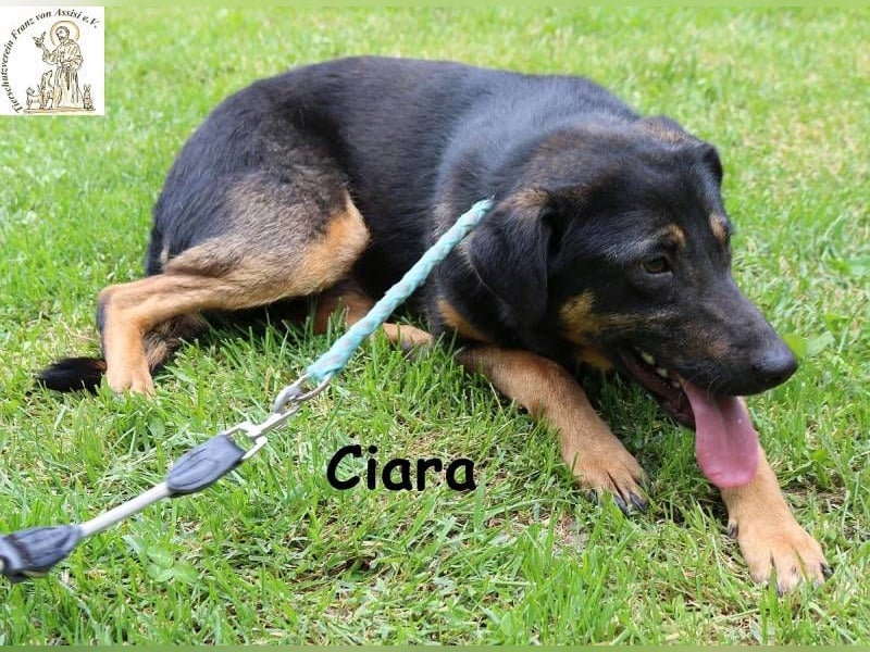 Ciara - hübsch, schlau und sehr agil
