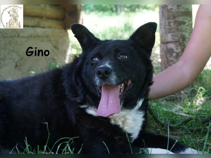 Gino – kleiner Hund, der zeigt, dass Liebe stärker ist als jede Narbe!