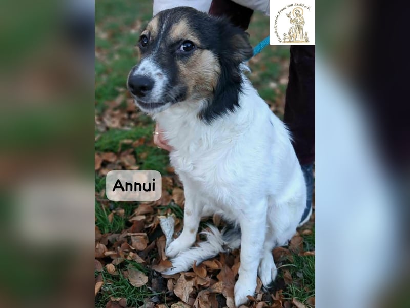Annui – einmal gesehen, für immer im Kopf!