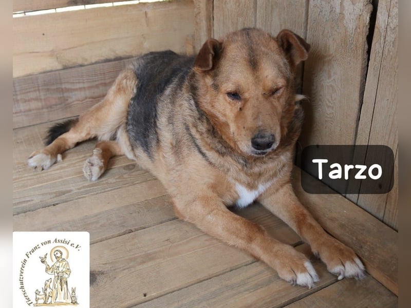 Tarzo – ein Herz voller Jahre, das Ruhe verdient!