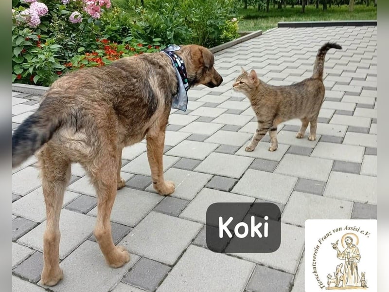 Koki – Wer Abenteuer sucht, sollte jetzt weiterlesen!