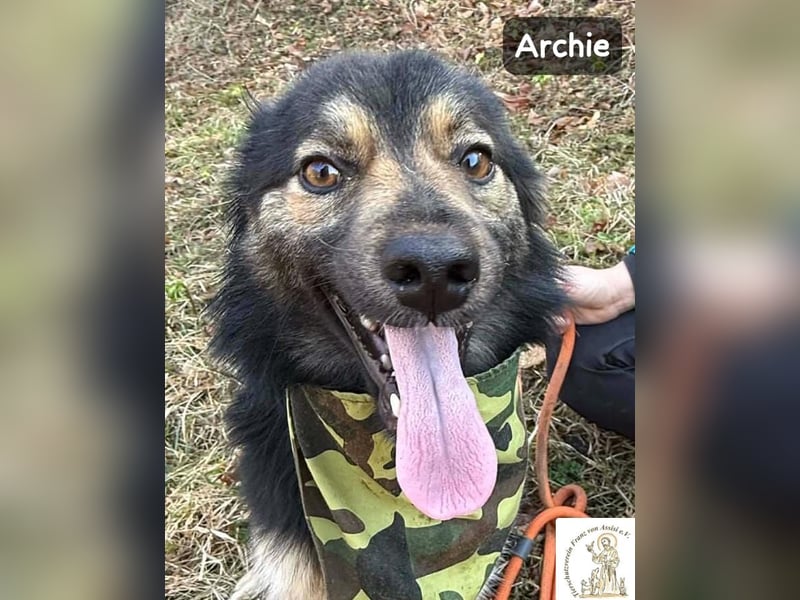 Archie – der Moment, in dem ein Hund dein Leben verändert!