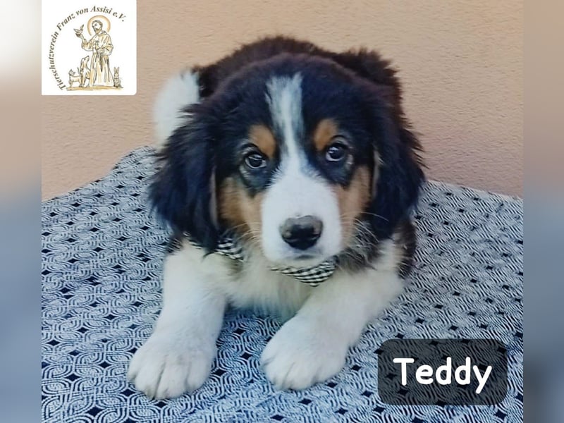 Teddy – talentiert in Kuscheln, Spielen und Unsinn machen!