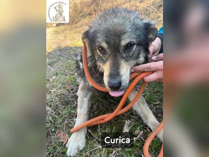 Curica – sucht Menschen, die ihr zeigen, wie sich Zuhause anfühlt!