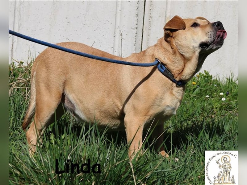 Linda - verschmust und fröhlich