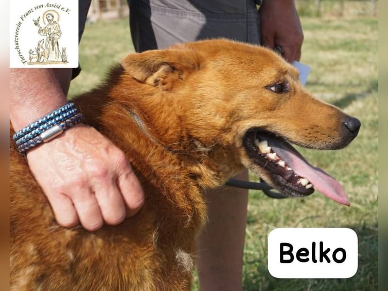 Belko – der Kumpel, auf den man gewartet hat!