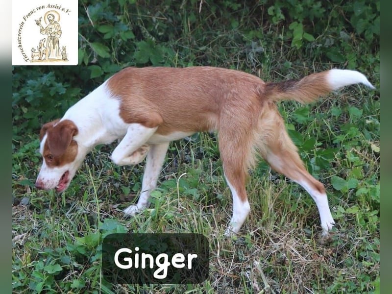Ginger – bereit für alles, was das Leben zu bieten hat!