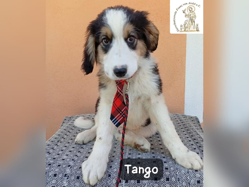 Tango – die Welt ist groß – aber ein Zuhause ist das Größte!