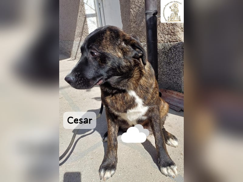 Cesar – ein großer Junge mit Honig im Herzen!