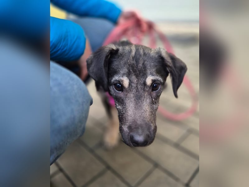 Zana – kleines Wesen mit großen Gefühlen!