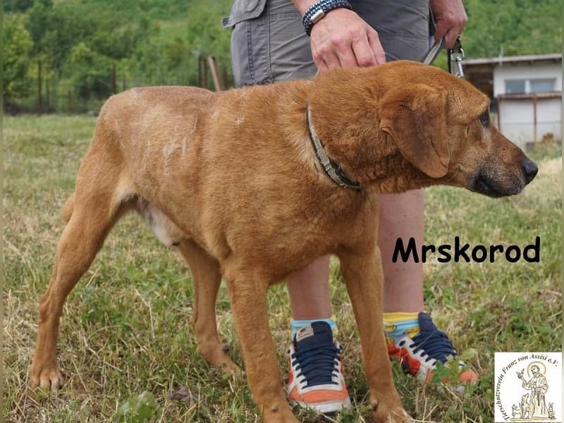 Mrskorod - Auf der Suche nach einer besseren Zukunft!