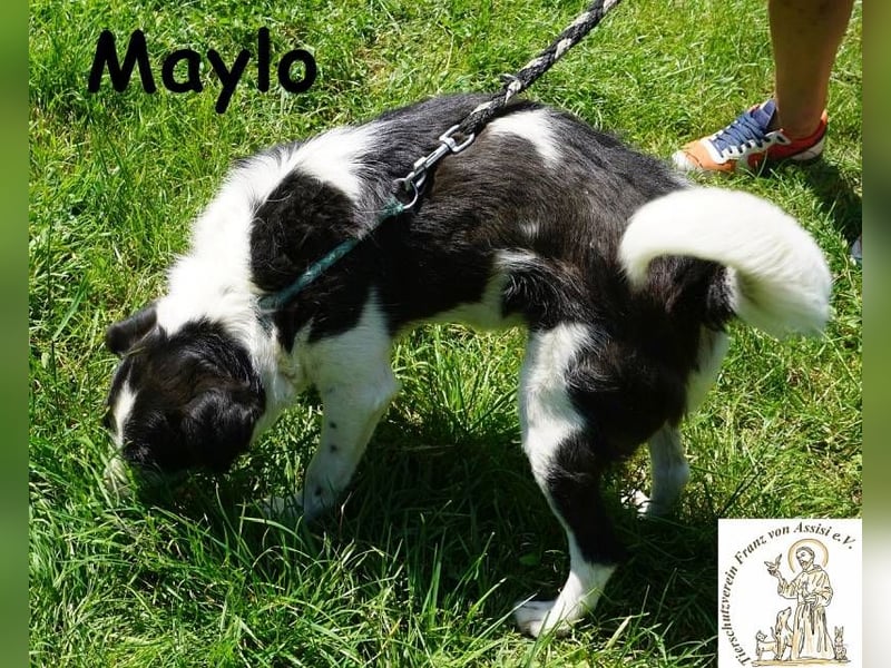 Maylo – Terrierpower im handlichen Format sucht sein perfektes Match!