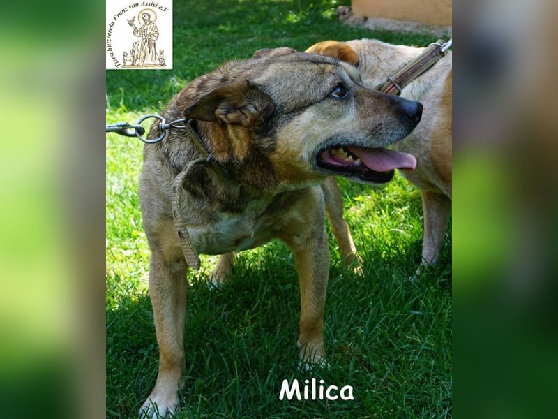 Milica – Endlich wälzen im Gras, endlich frei – mit Dir!