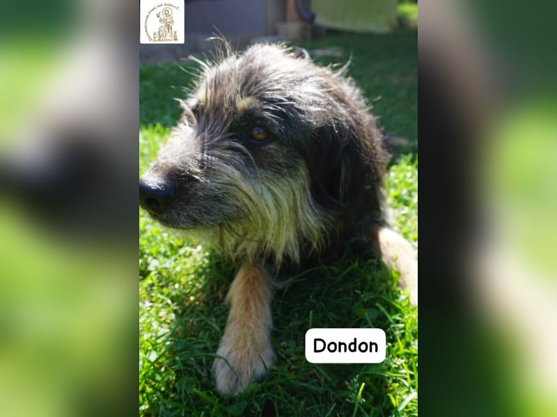 Dondon – ein Hund, der nicht laut sein muss, um besonders zu sein!