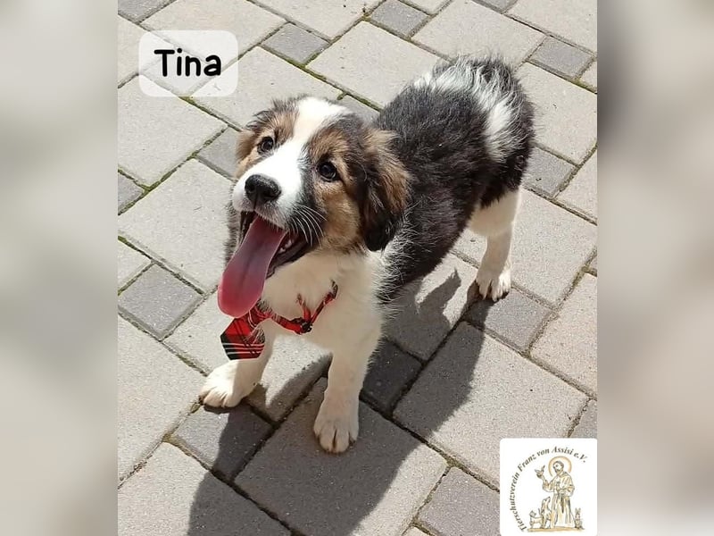 Tina – Manchmal braucht das Glück nur ein kleines Körbchen!