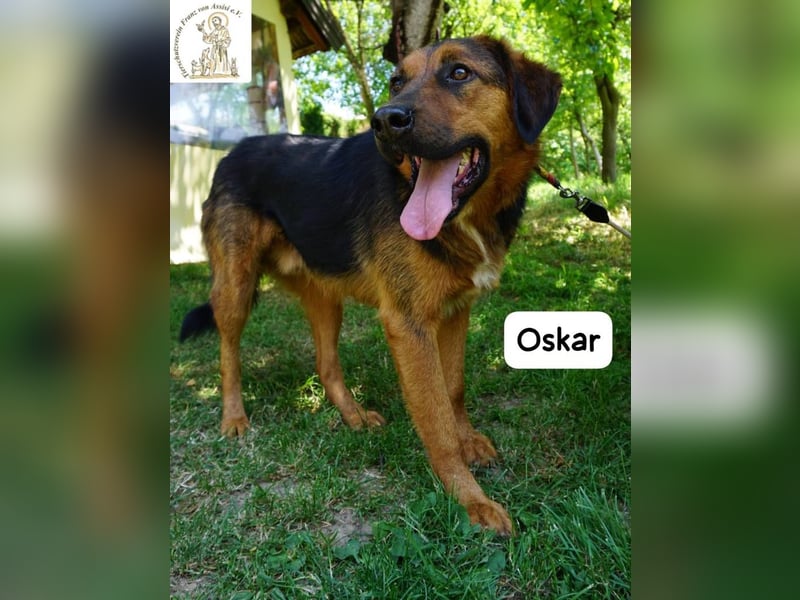 Oskar – Für besondere Menschen, die besondere Hunde verstehen!