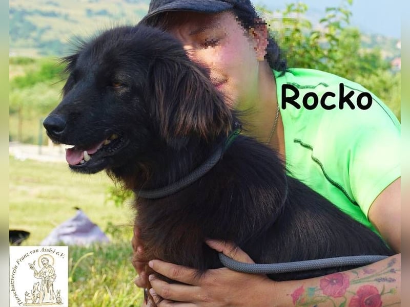 Rocko – treuer Begleiter fürs Leben