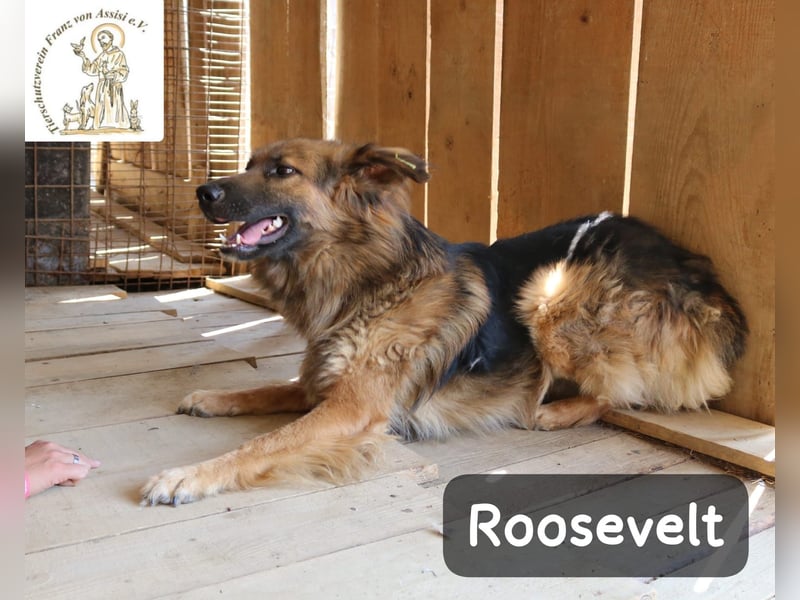 Roosevelt – ein Lächeln auf vier Pfoten!