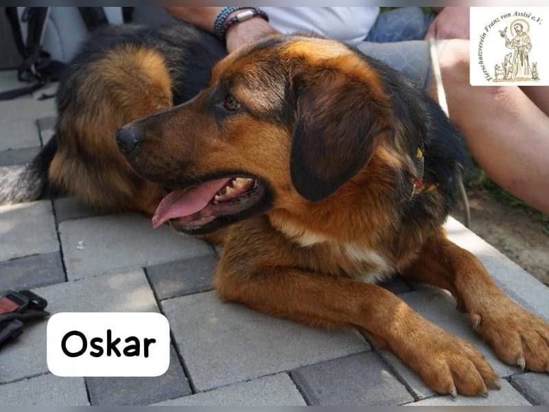 Oskar – Für besondere Menschen, die besondere Hunde verstehen!
