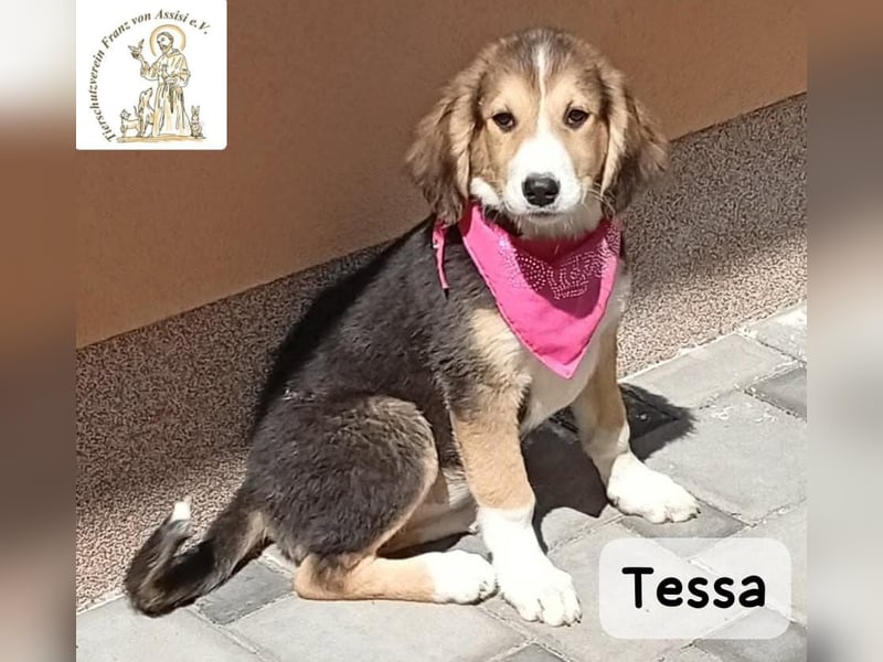 Tessa – manche Schätze findet man auf vier Pfoten!