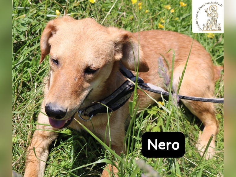 Nero – Klein genug zum Kuscheln, groß genug fürs Abenteuer! Nero – Klein genug zum Kuscheln, groß genug fürs Abenteuer!