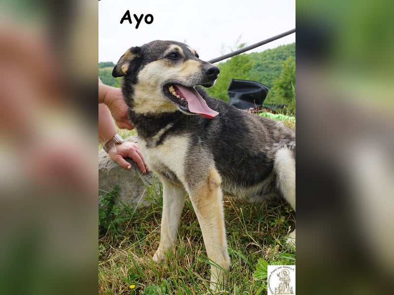 Ayo – Abenteuerlustig und Lernbereit