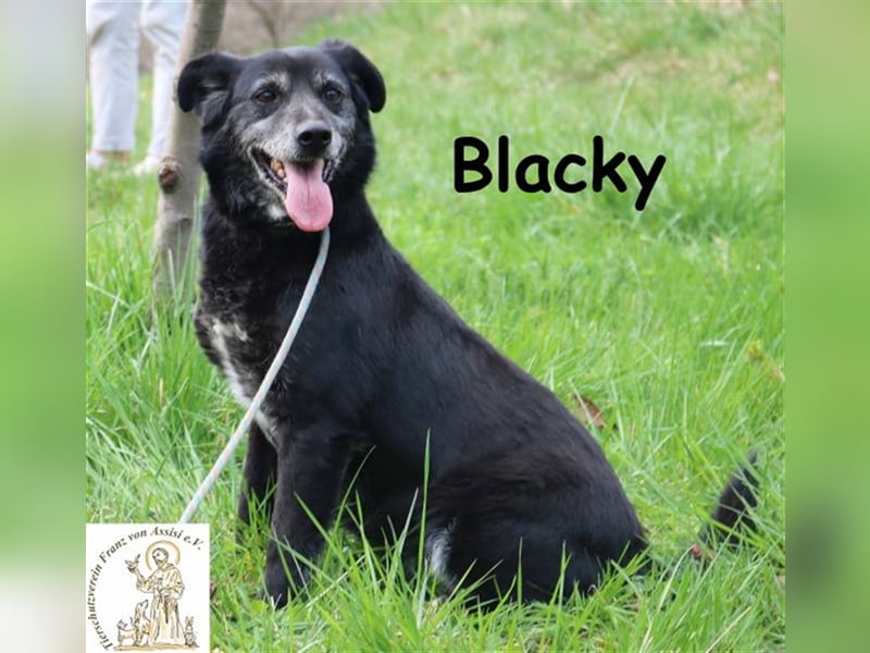 Blacky – die schüchterne Hundedame