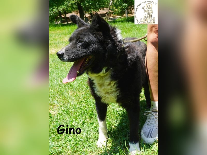 Gino – kleiner Hund, der zeigt, dass Liebe stärker ist als jede Narbe!