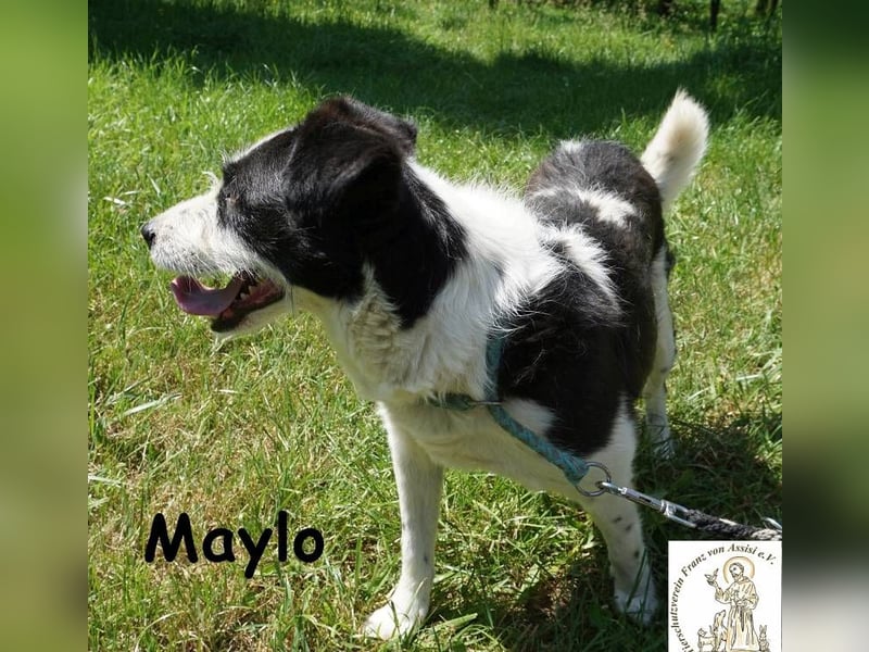 Maylo – Terrierpower im handlichen Format sucht sein perfektes Match!