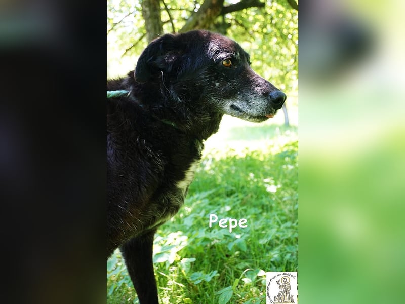 Pepe – Ein Seelentröster, ein Begleiter der nichts verlangt und alles gibt!
