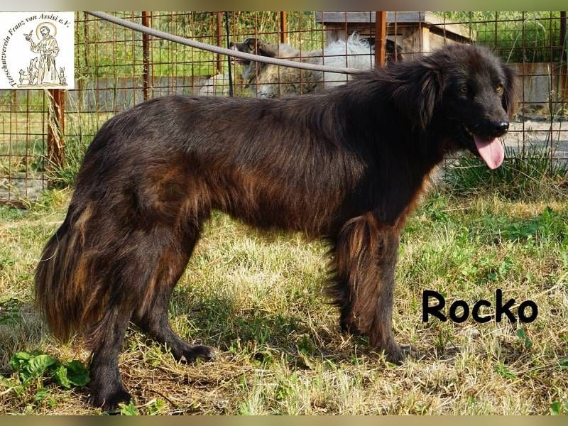 Rocko – treuer Begleiter fürs Leben