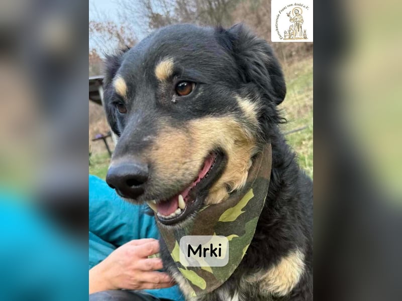 Mrki – ein sanfter Schatz mit großem Herzen!