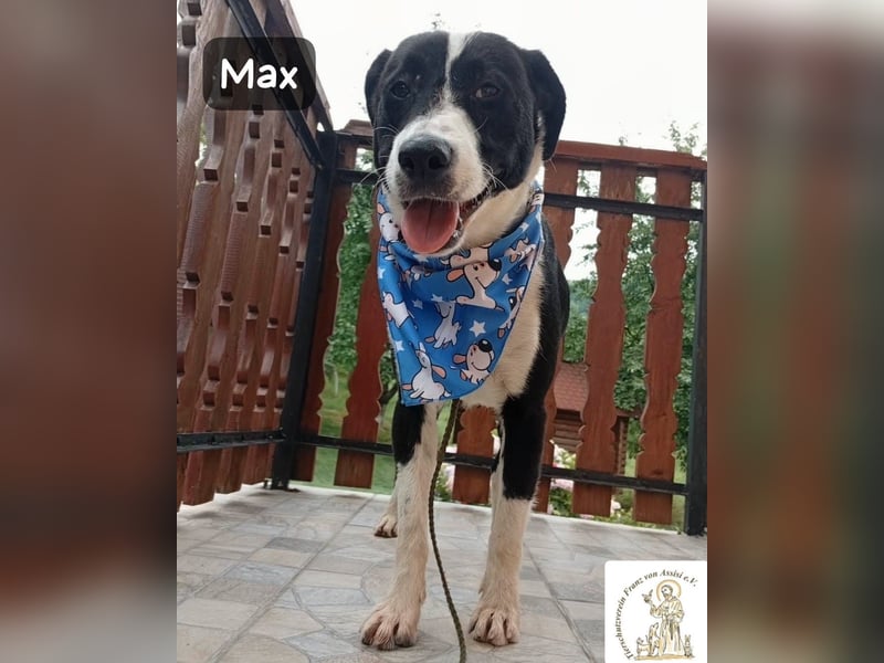 Max – seine zweite Chance auf ein wundervolles Leben!
