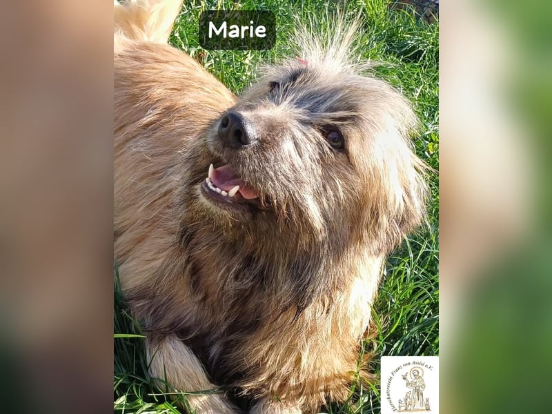 Marie – zu süß für diese Welt, aber kein bisschen aus Zucker!