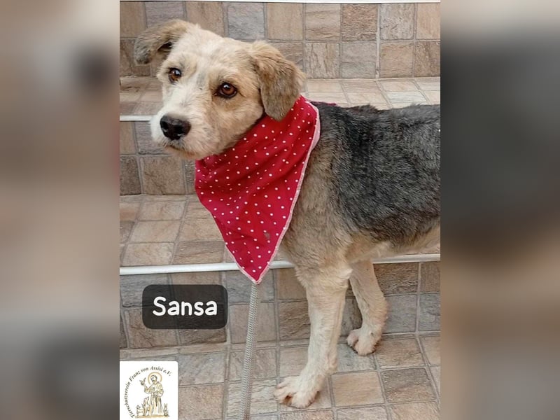 Sansa – der Neuanfang steht ihr einfach gut!