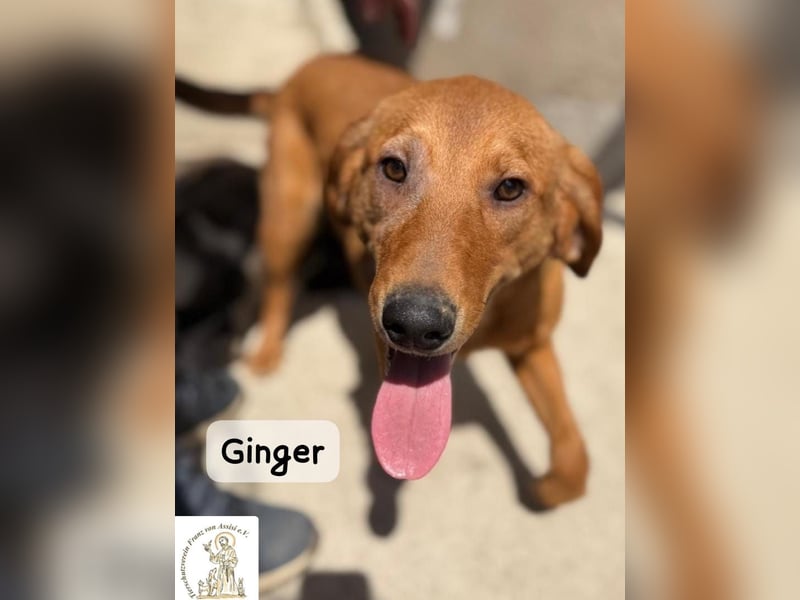 Ginger – wenn aus einem Funken ein kleines Feuerwerk wird!