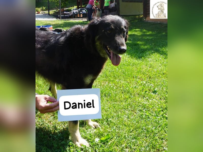 Daniel – Elegant, charmant und tierisch motiviert!