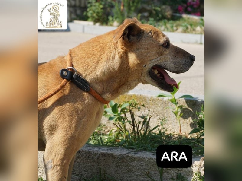 Ara – Narben vom Leben, doch ihre Seele blieb rein!