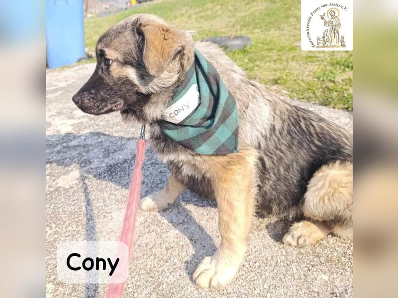 Cony – das Abenteuer beginnt hier!