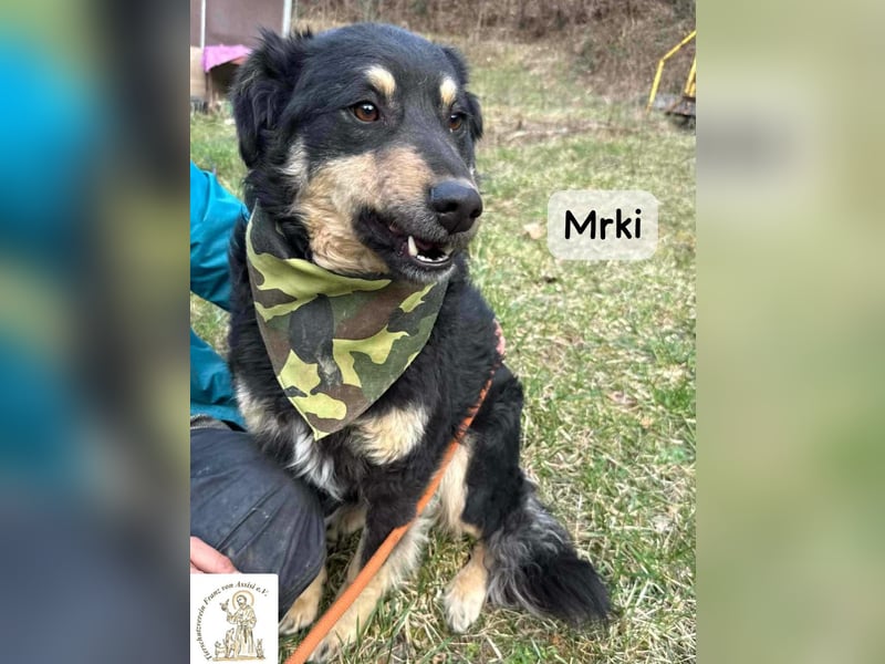 Mrki – ein sanfter Schatz mit großem Herzen!