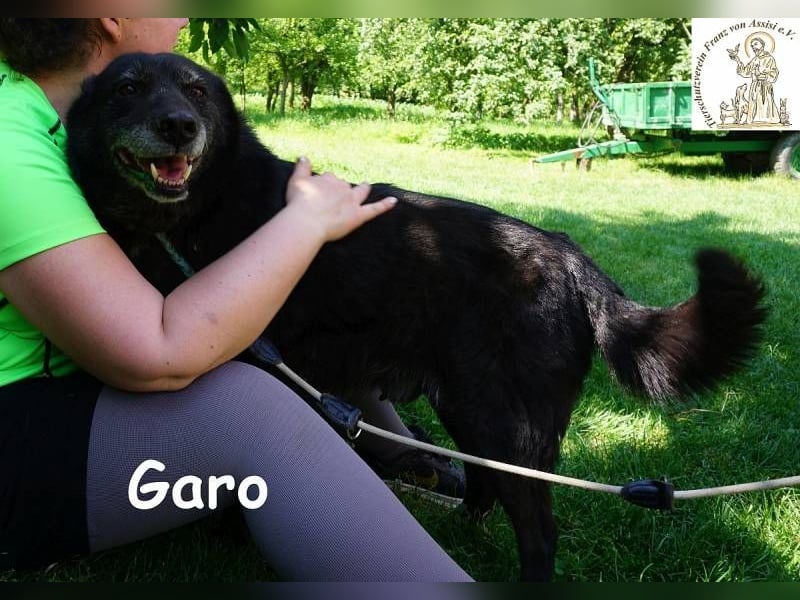 Garo – Manche Hunde begleiten dich durchs Leben. Garo verändert es!