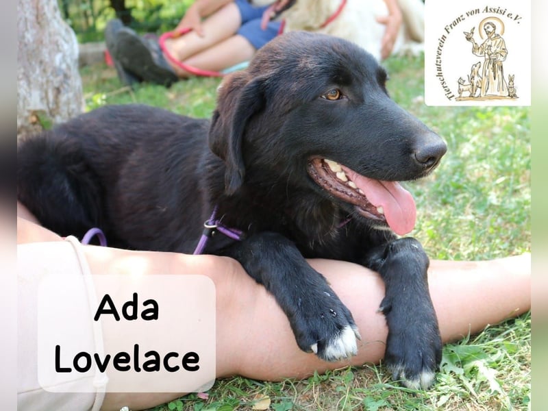 Ada Lovelace – sucht ihre Menschen für ein ganzes Hundeleben!
