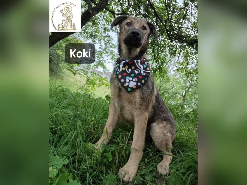 Koki – Wer Abenteuer sucht, sollte jetzt weiterlesen!