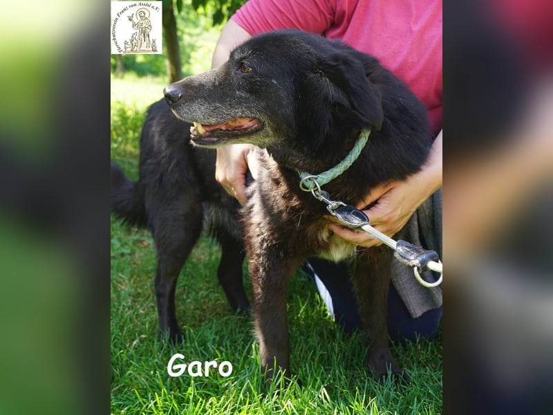 Garo – Manche Hunde begleiten dich durchs Leben. Garo verändert es!