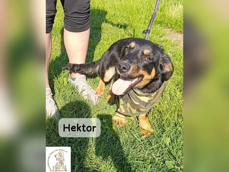Hektor – mittendrin statt brav daneben!