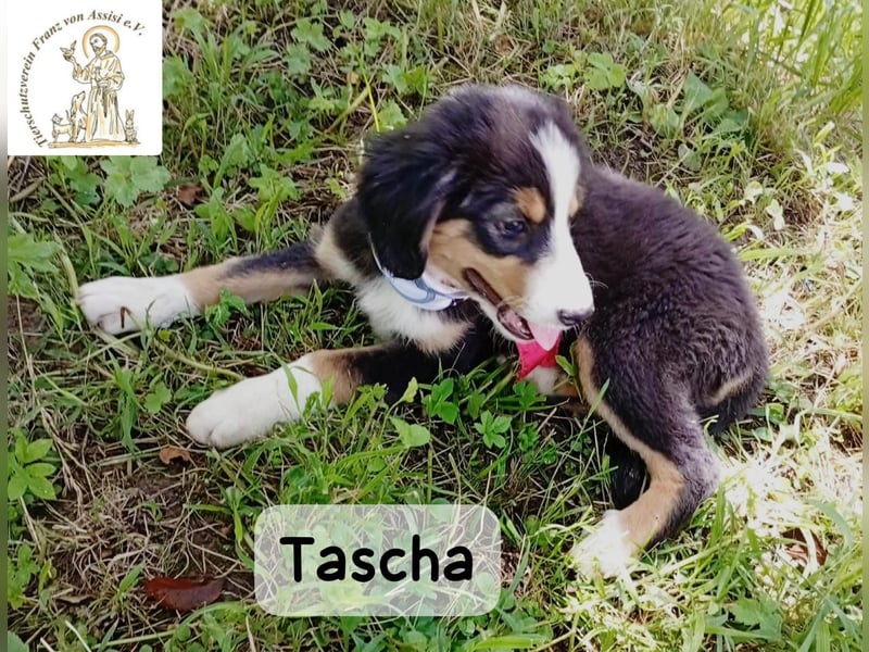 Tascha – heute wäre ein guter Tag, um ein Zuhause zu finden!