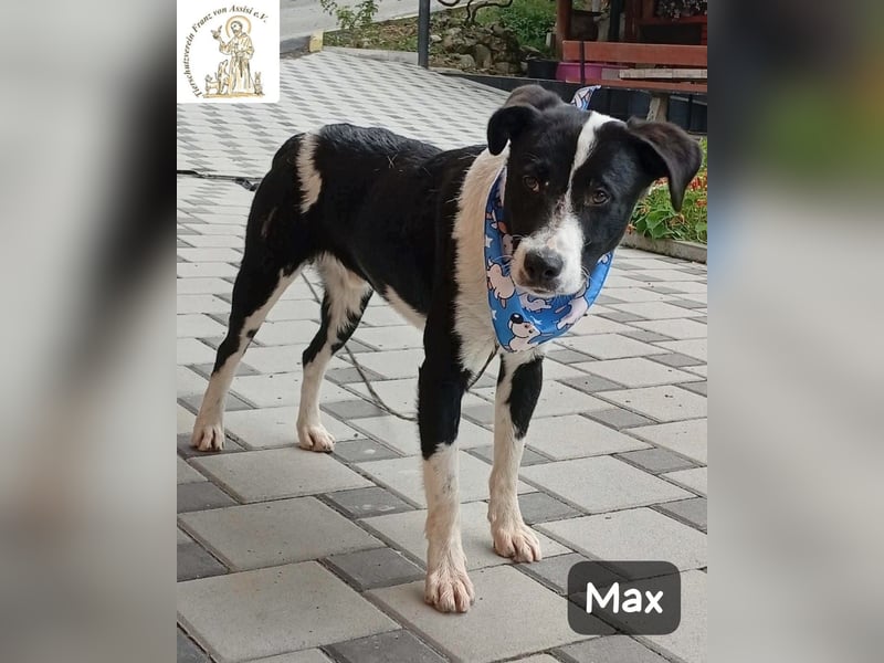 Max – seine zweite Chance auf ein wundervolles Leben!